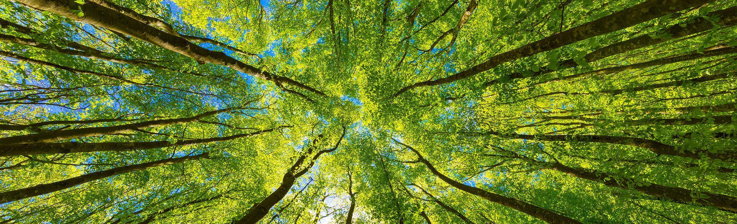 Upward view into a dense deciduous forest with tall trees and vibrant green foliage. Sunlight filters through the leaves, and the blue sky peeks through.